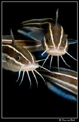 Catfish by Dray Van Beeck 